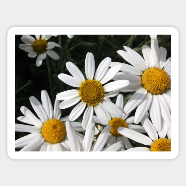 Giant Daisies Sticker by pinkal